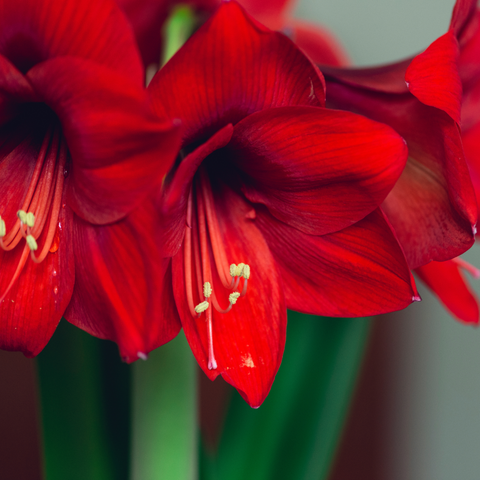 Amaryllis