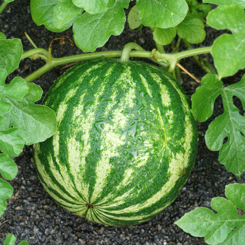 Melon