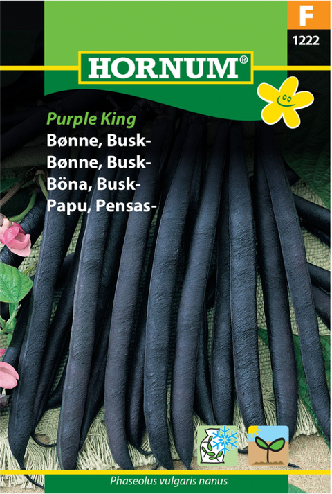 Buskbønne 'Purple King'