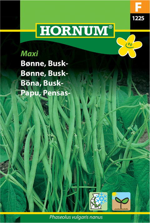 Buskbønne 'Maxi'