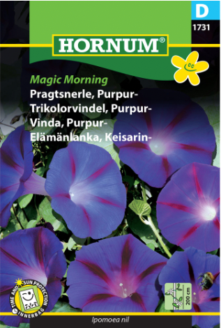 Trikolorvindel purpur 'Magic Morning'