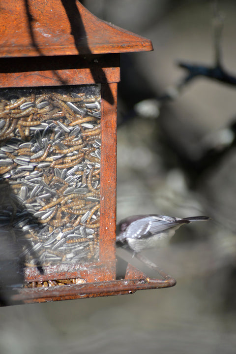 Fuglemater frø Rusty liten
