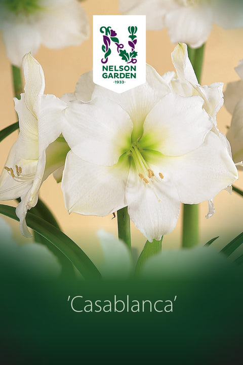 Amaryllis enkel 'Casablanca' i potte