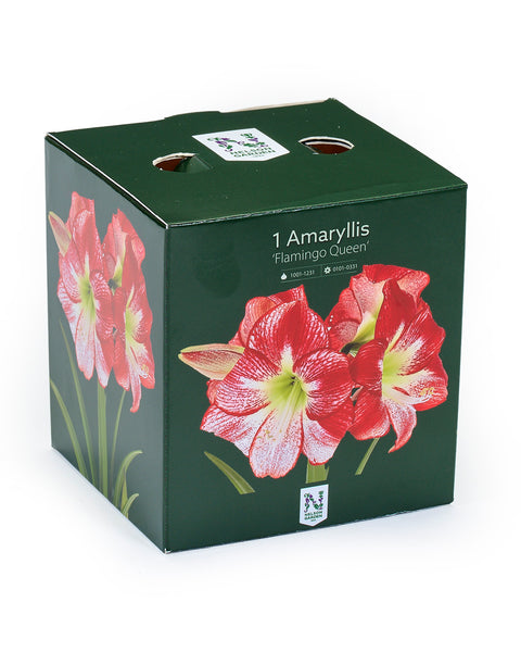 Amaryllis jumbo 'Flamingo Queen'