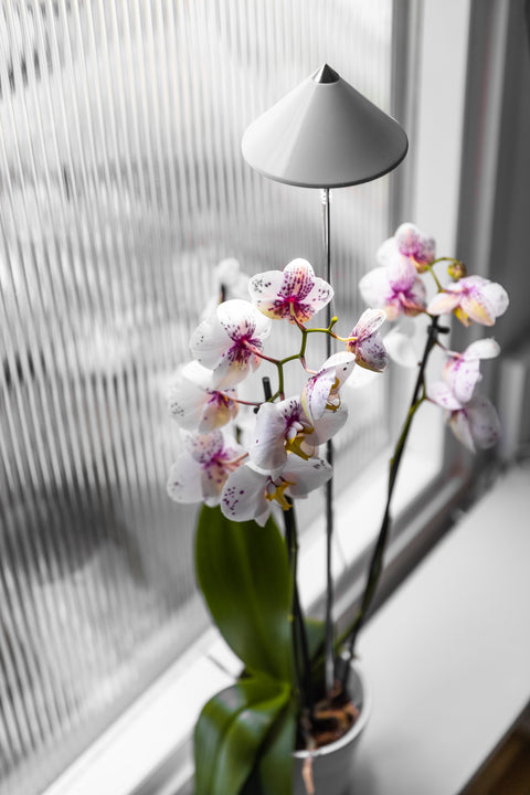 Sunlite Orchid plantelys 10W hvit
