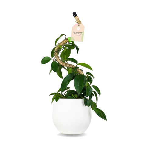 Bøybar plantestøtte 40cm