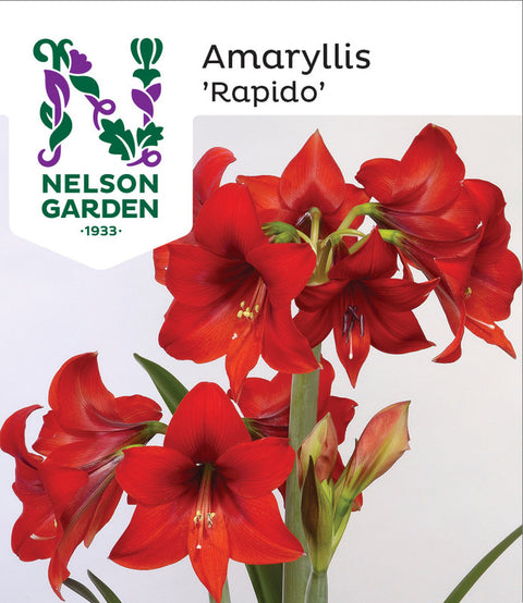 Amaryllis, Rapido Rød