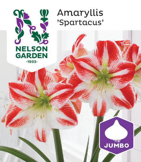 Amaryllis Jumbo 'Spartacus Stripete'