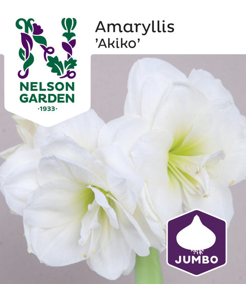 Amaryllis Jumbo 'Akiko Hvit Dobbel'