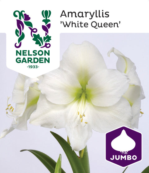 Amaryllis Jumbo 'White Queen'