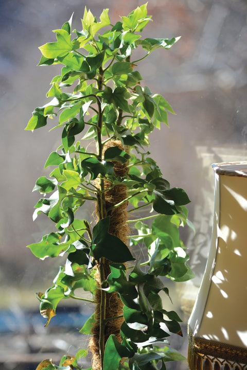 Plantestøtte kokos 70cm