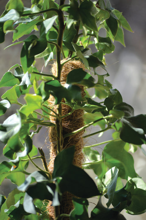 Plantestøtte kokos 70cm