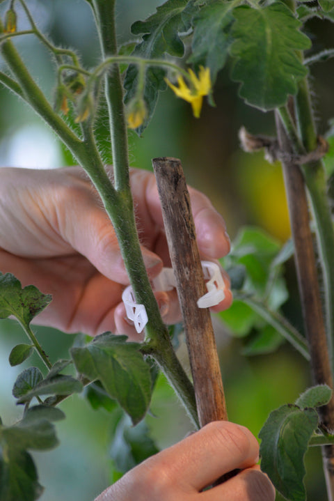 Planteklips strong 12pk