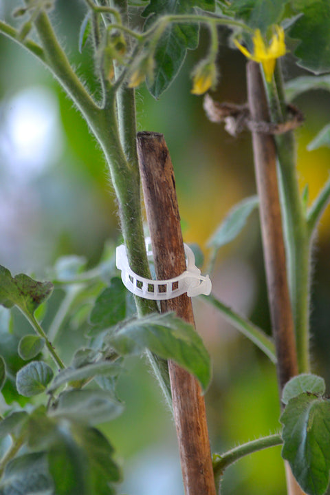 Planteklips strong 12pk