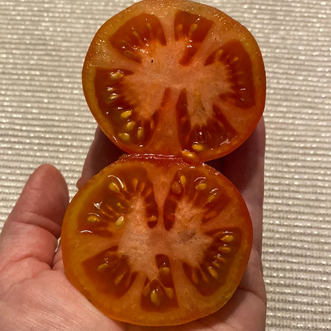 Tomat busk 'Puck'