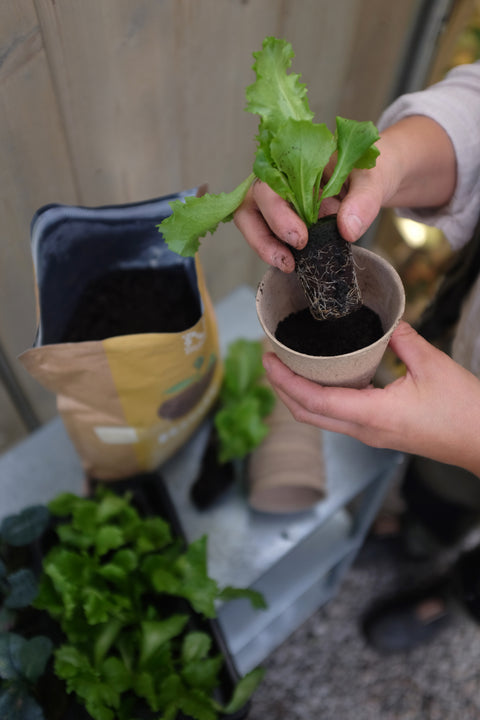 Root biohumus 4L
