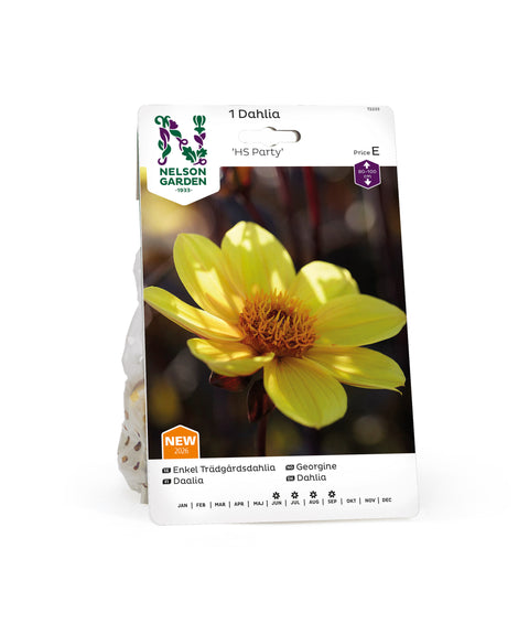 Enkel georgine 'HS Party' 1 stk