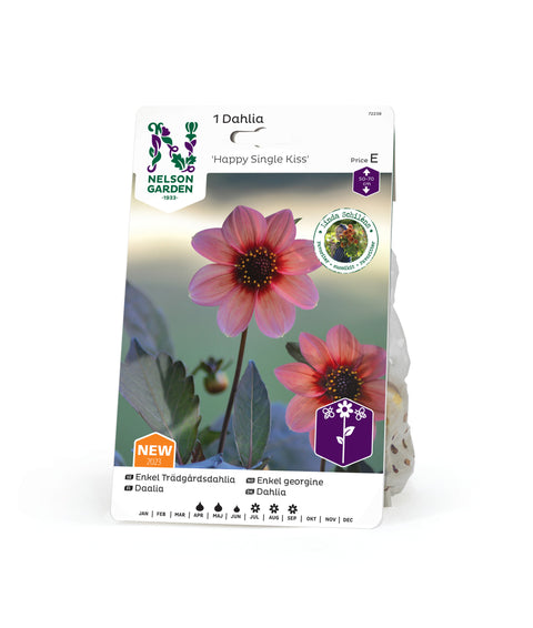 Enkel georgine 'Happy Single Kiss' 1 stk