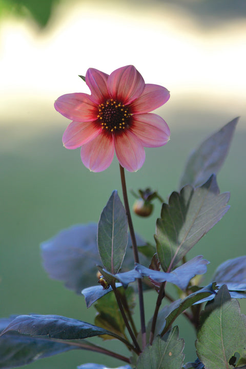 Enkel georgine 'Happy Single Kiss' 1 stk