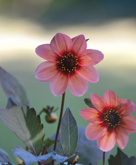 Enkel georgine 'Happy Single Kiss' 1 stk