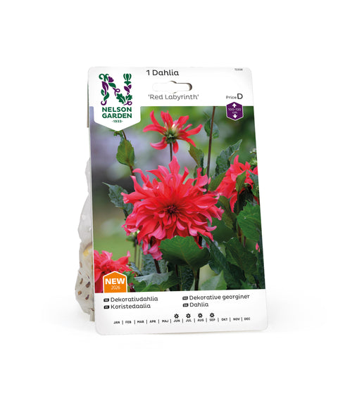 Georgine 'Red Labyrinth' 1 stk (2026 nyhet!)