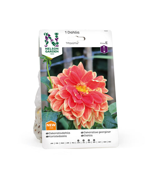 Georgine 'Maxime' 1 stk (2026 nyhet!)