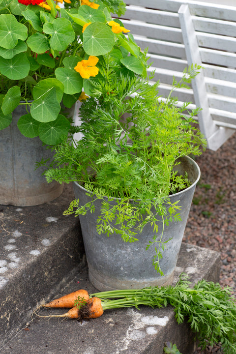 Gulrot sommer 'Oxheart'