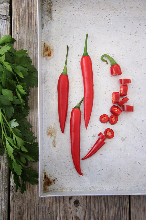 Chilipepper 'Damián' (2026 nyhet!)