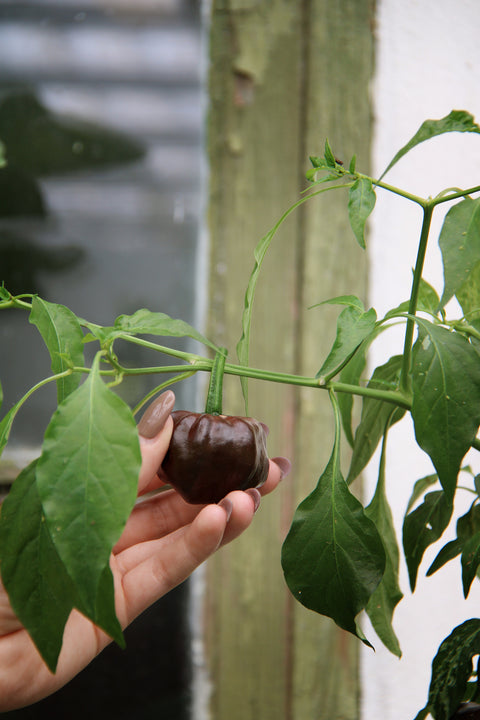 Havannapepper 'Habanero Chocolate' (2026 nyhet!)