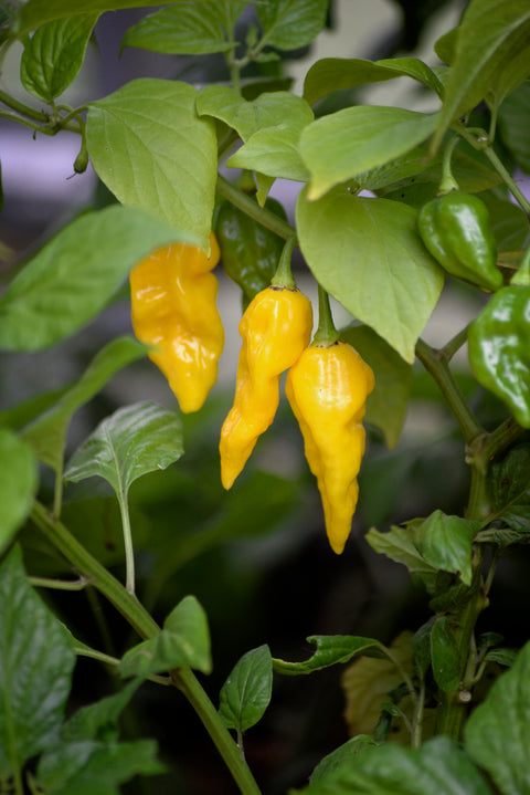 Havannapepper 'Draco Yellow' (2026 nyhet!)