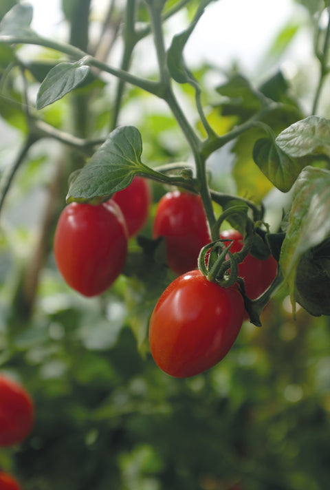 Tomat busk 'Monterrey' F1, Økologisk (2025 nyhet!)