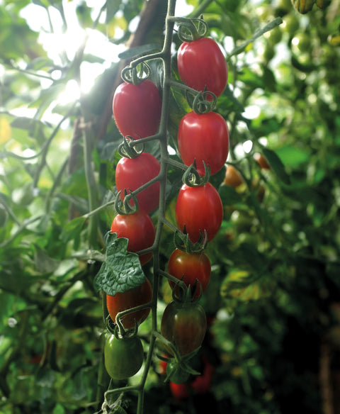 Tomat busk 'Monterrey' F1, Økologisk (2025 nyhet!)