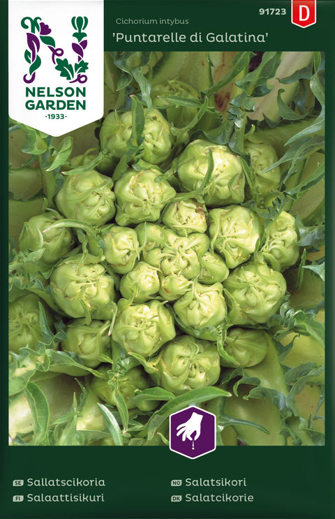 Salatsikori 'Puntarelle di Galatina' (2026 nyhet!)