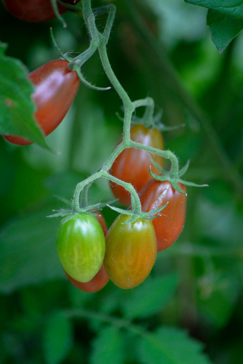 Tomat 'Krebs Brown Tasty' F1 (2026 nyhet!)