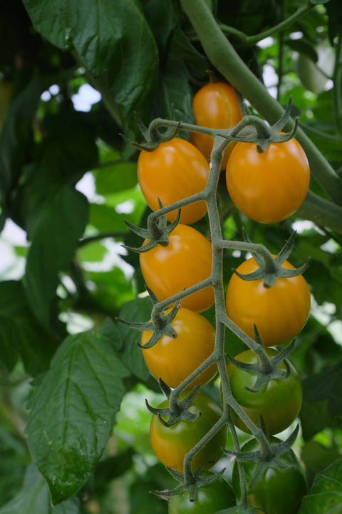 Tomat 'Krebs Honey Plum' F1 (2026 nyhet!)