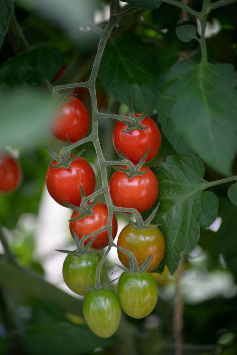 Tomat 'Krebs Luna' F1 (2026 nyhet!)