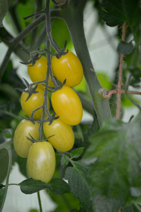 Tomat 'Krebs Lemon Drops' F1 (2026 nyhet!)