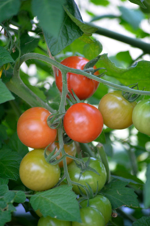 Tomat 'Krebs Salinas' F1 (2026 nyhet!)