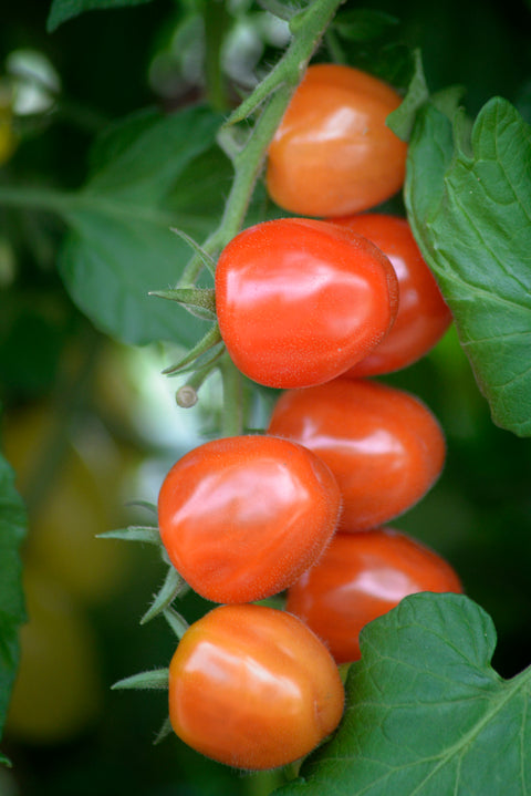 Tomat 'Krebs Strawberry Fields' F1 (2026 nyhet!)