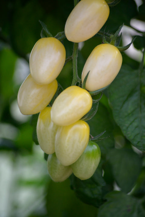 Tomat 'Krebs White' F1 (2026 nyhet!)