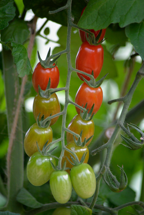 Tomat 'Krebs Linea' F1 (2026 nyhet!)