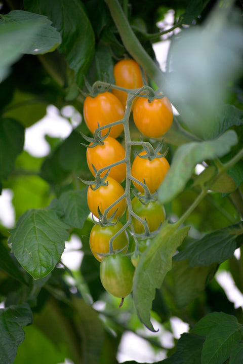 Tomat 'Krebs Mandarina' F1 (2026 nyhet!)