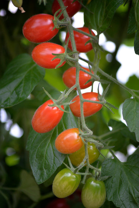 Tomat 'Krebs Elena' F1 (2026 nyhet!)