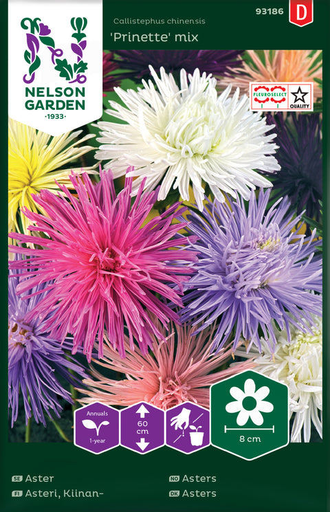 Asters 'Prinette' Mix