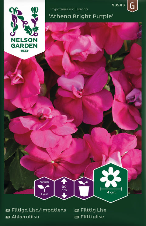 Flittig Lise 'Athena Bright Purple' F1 (2026 nyhet!)