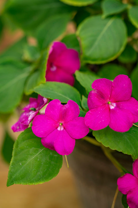 Flittig Lise 'Athena Bright Purple' F1 (2026 nyhet!)