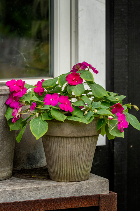 Flittig Lise 'Athena Bright Purple' F1 (2026 nyhet!)