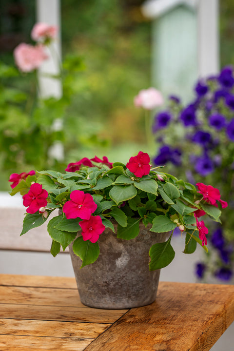 Flittig Lise 'Beacon Chicago Mixture' (2026 nyhet!)