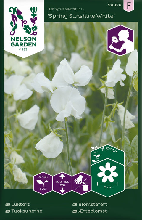 Blomsterert 'Spring Sunshine White' (2026 nyhet!)