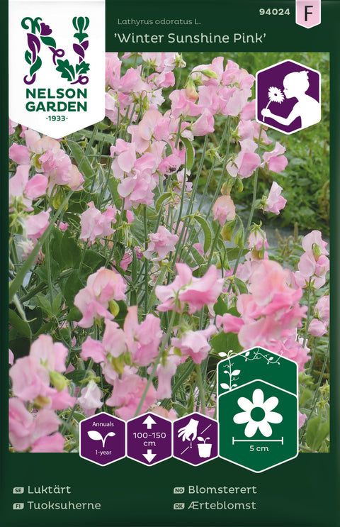 Blomsterert 'Winter Sunshine Pink' (2026 nyhet!)